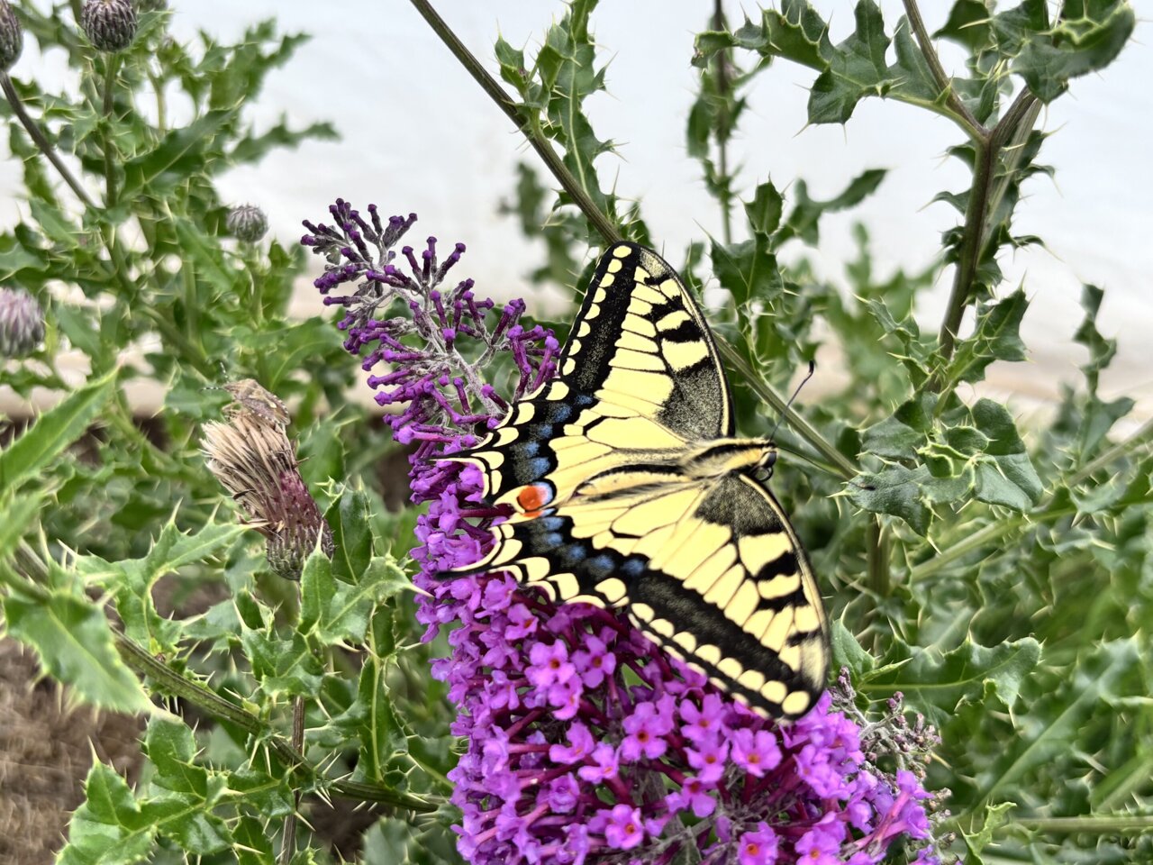 Butterflies use optical illusions to dodge predators