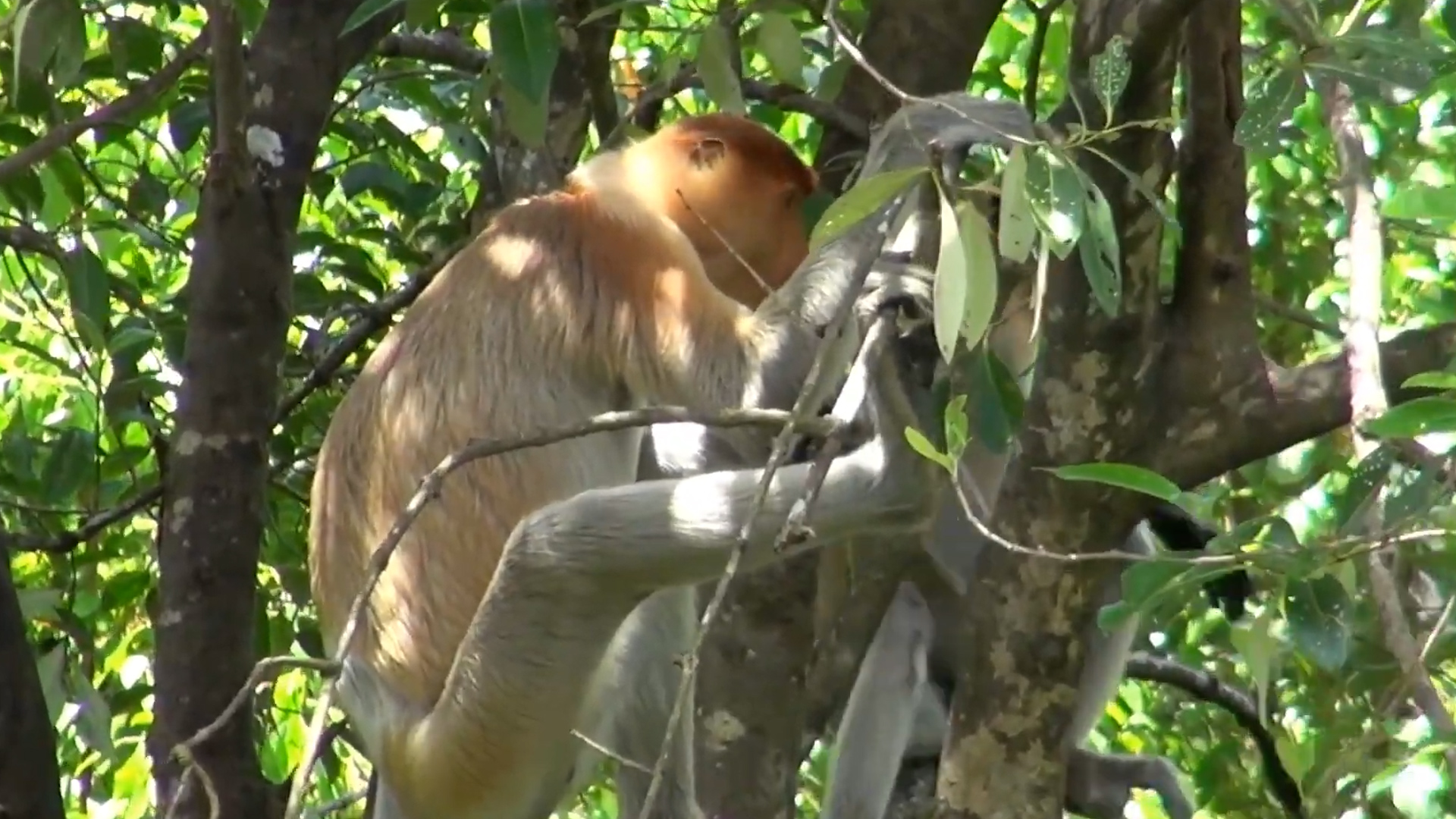 Boss monkey takes charge | The monkey nobody messes with