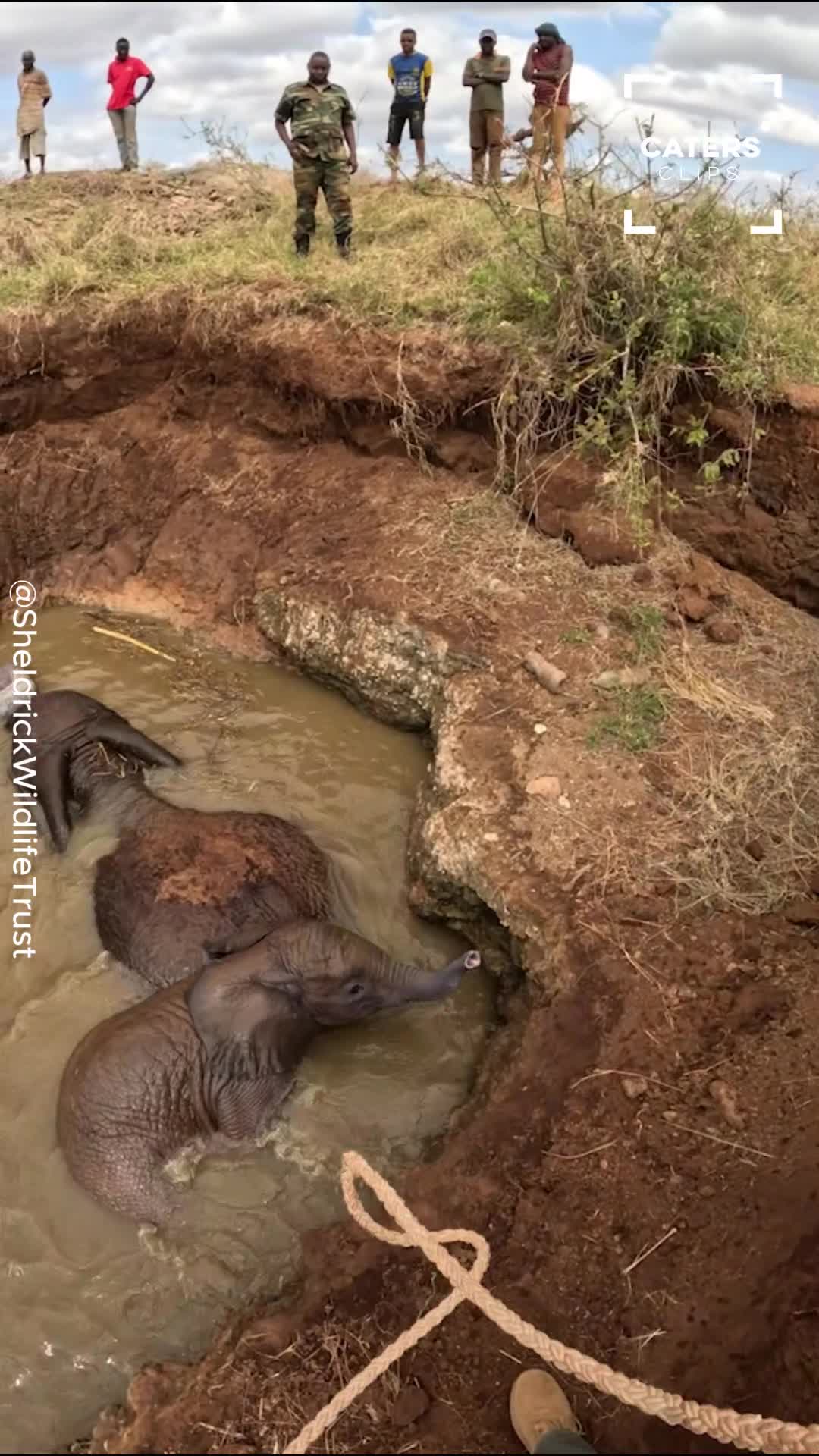 Rescuers spring into action during a dramatic elephant emergency
