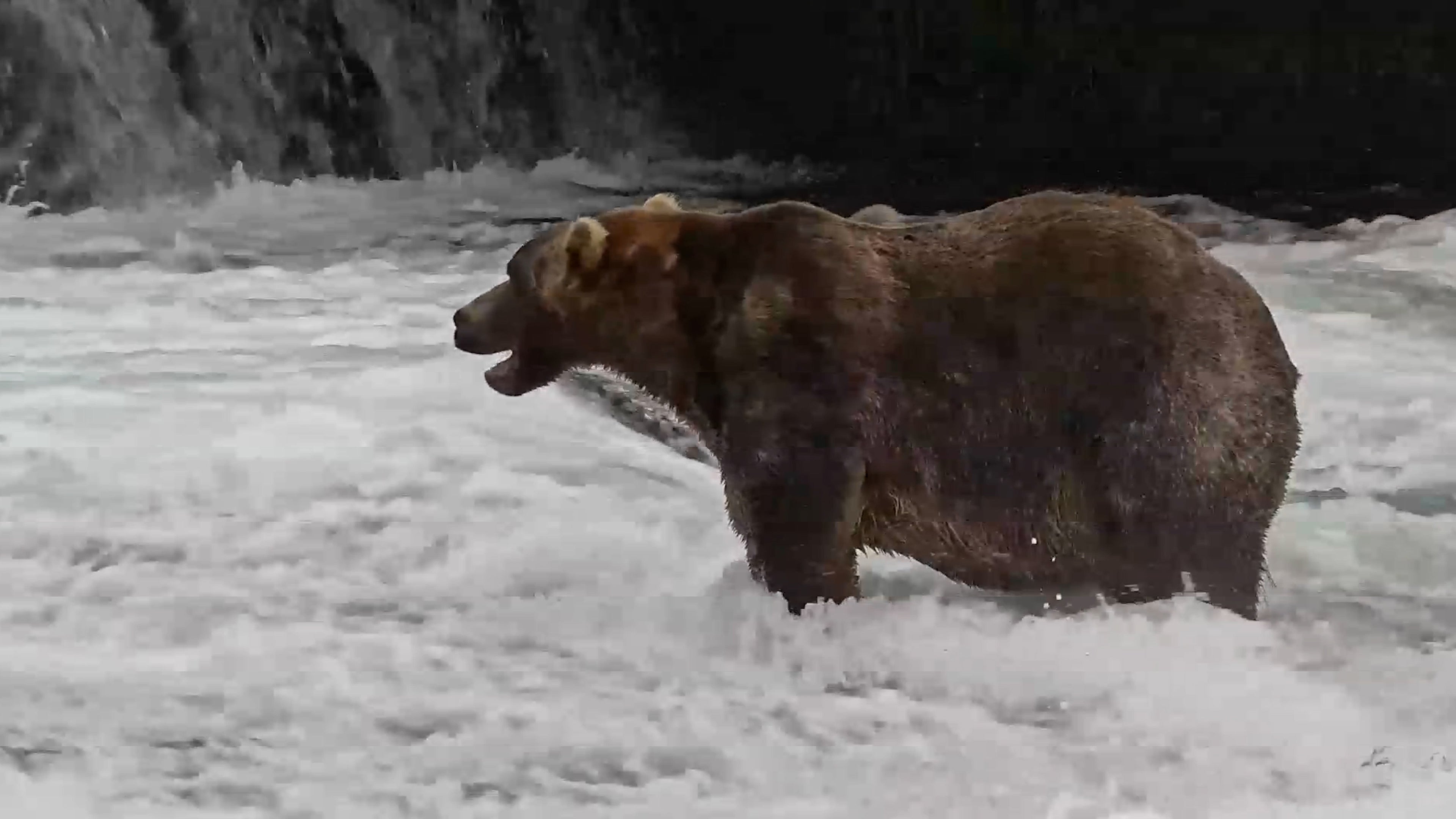Here's the winner of the 2026 Fat Bear Week championship