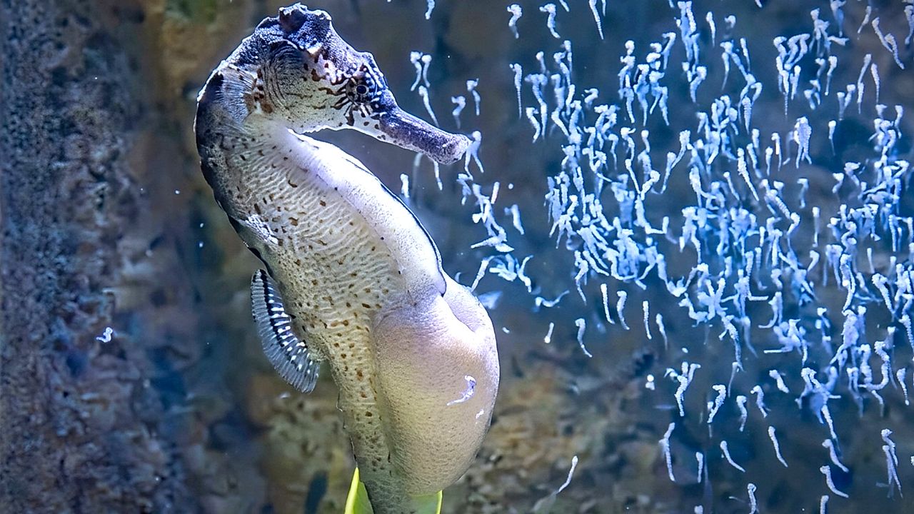 Stunning moment male seahorse releases hundreds of tiny newborns