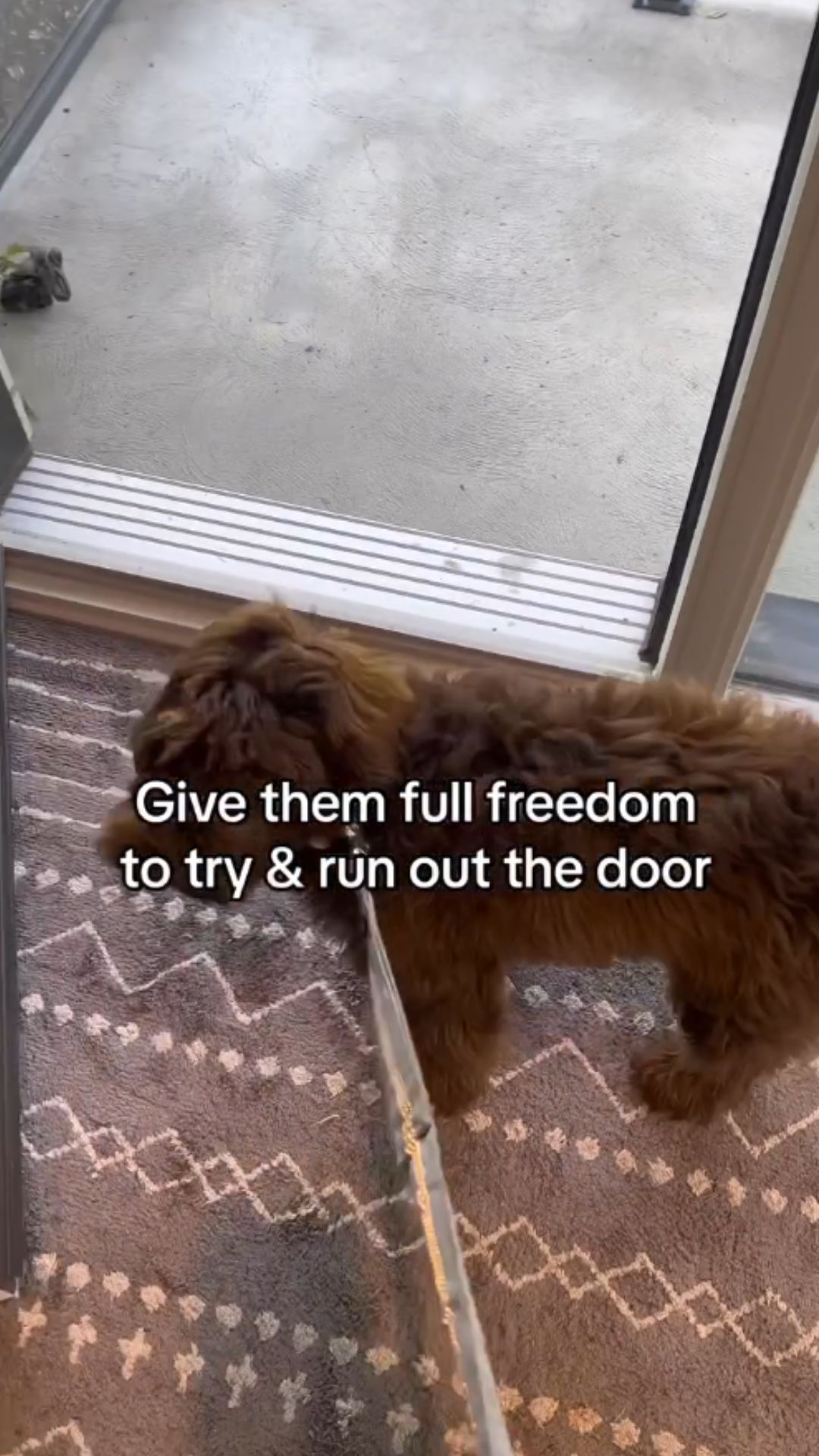 How to teach an excited dog better front door manners