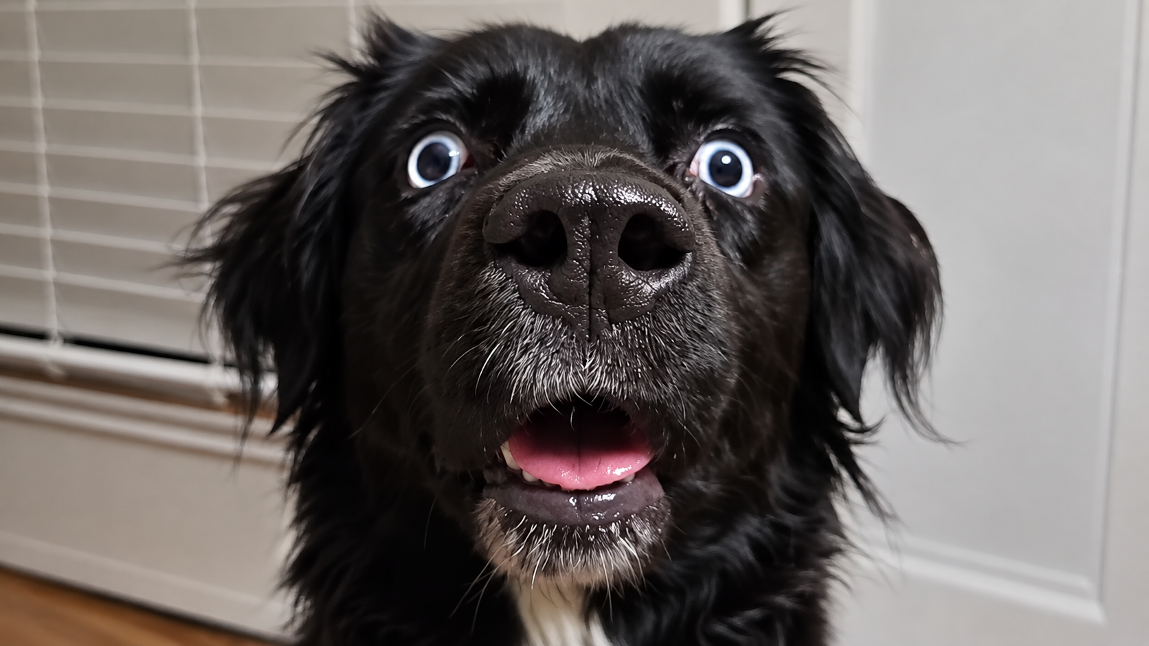 Dog eats a whole chicken - then makes the most guilty face imaginable