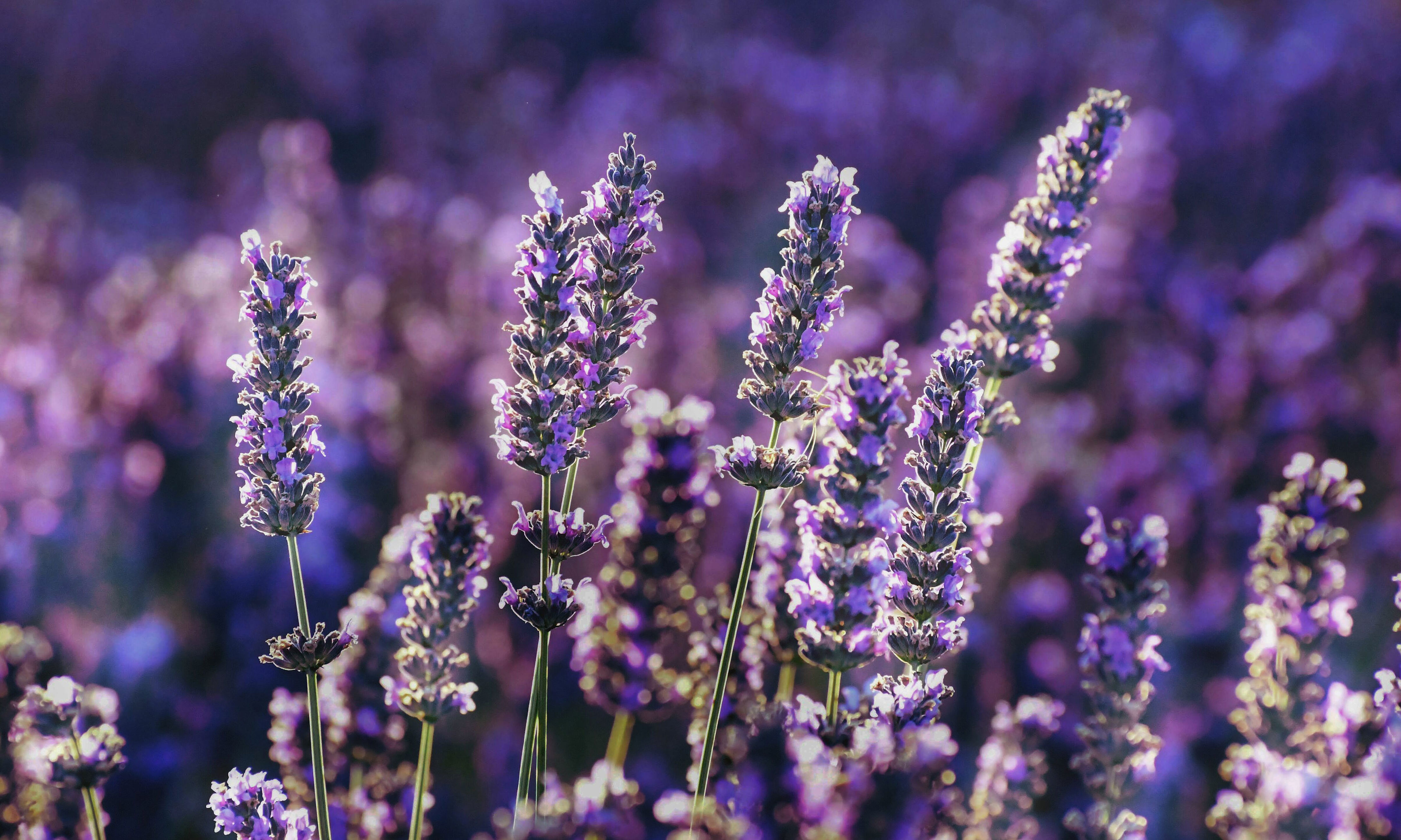Can lavender really repel bugs?