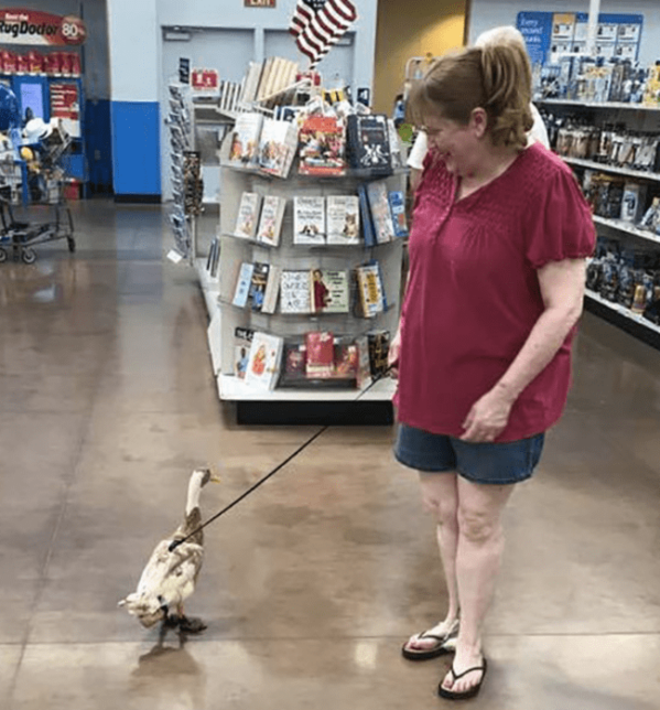 Taking the duck for a stroll