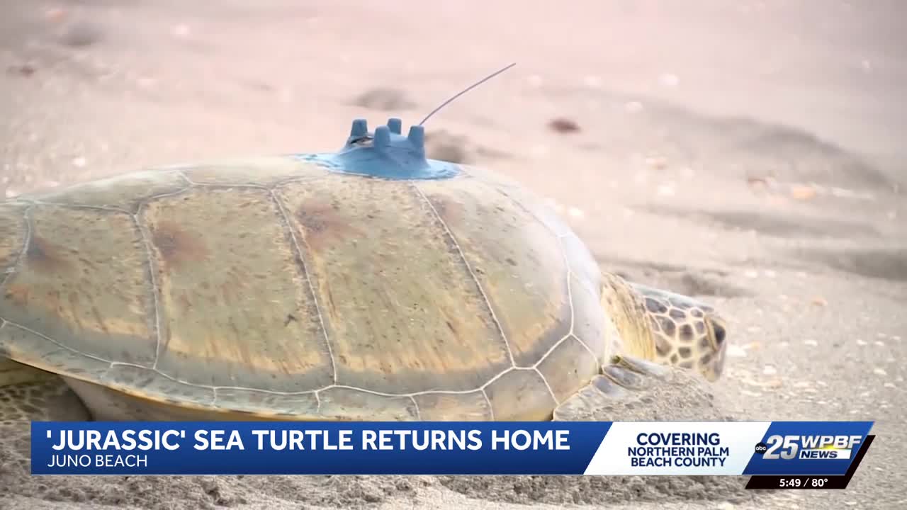 200-pound sea turtle Jurassic returns to the ocean after rehab in Juno ...
