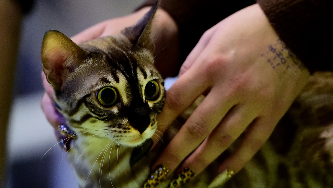 Living with a Bengal cat’s wild charm