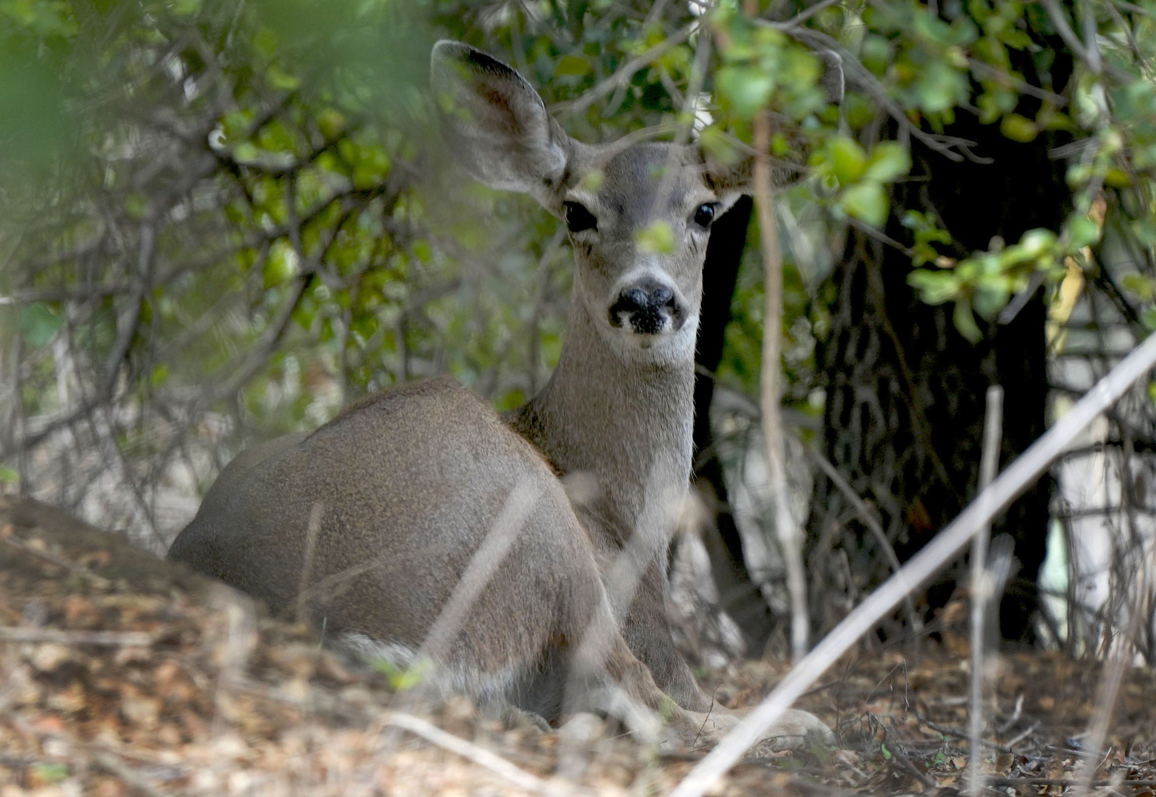 Deer to be tracked via GPS, monitors as 101 wildlife crossing opens