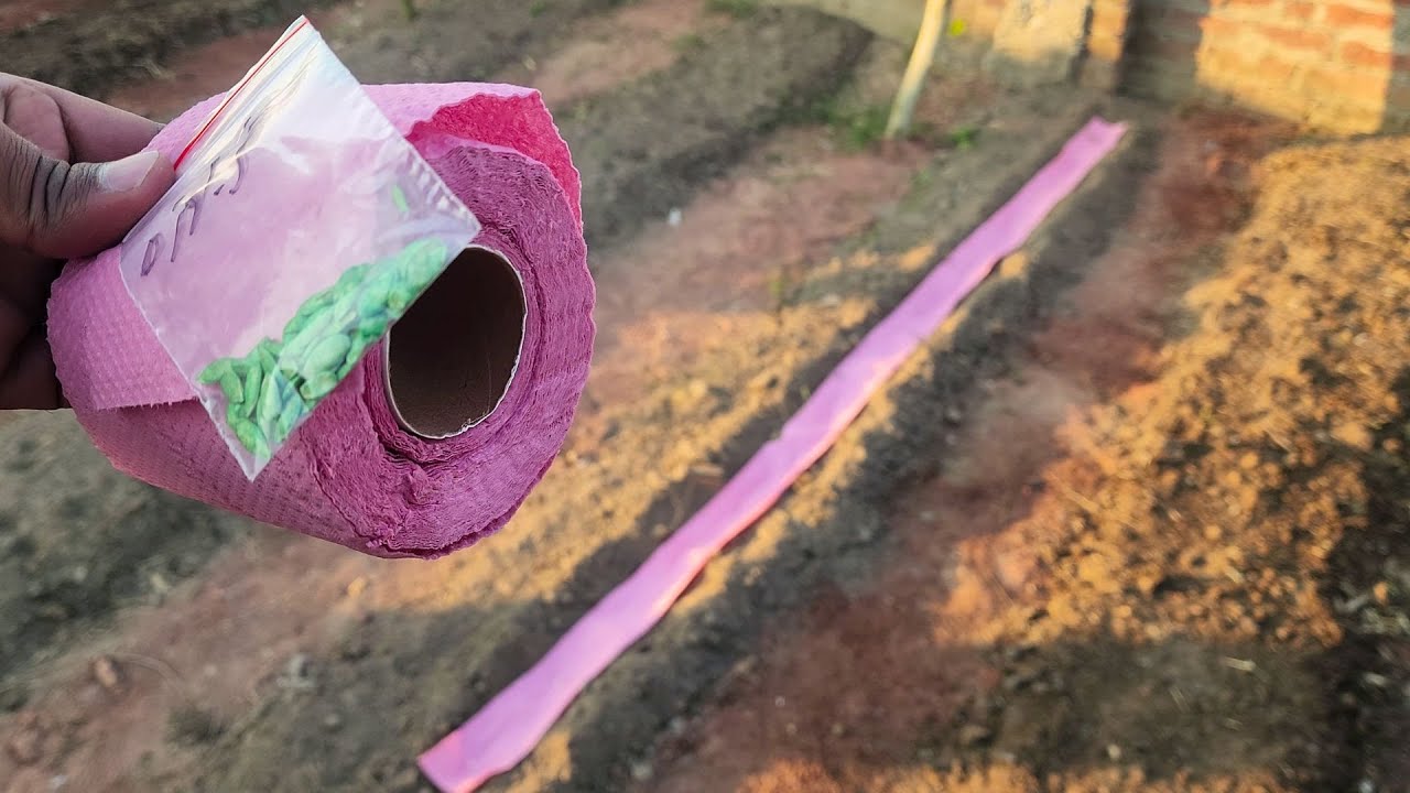 A simple seed starting method using toilet paper