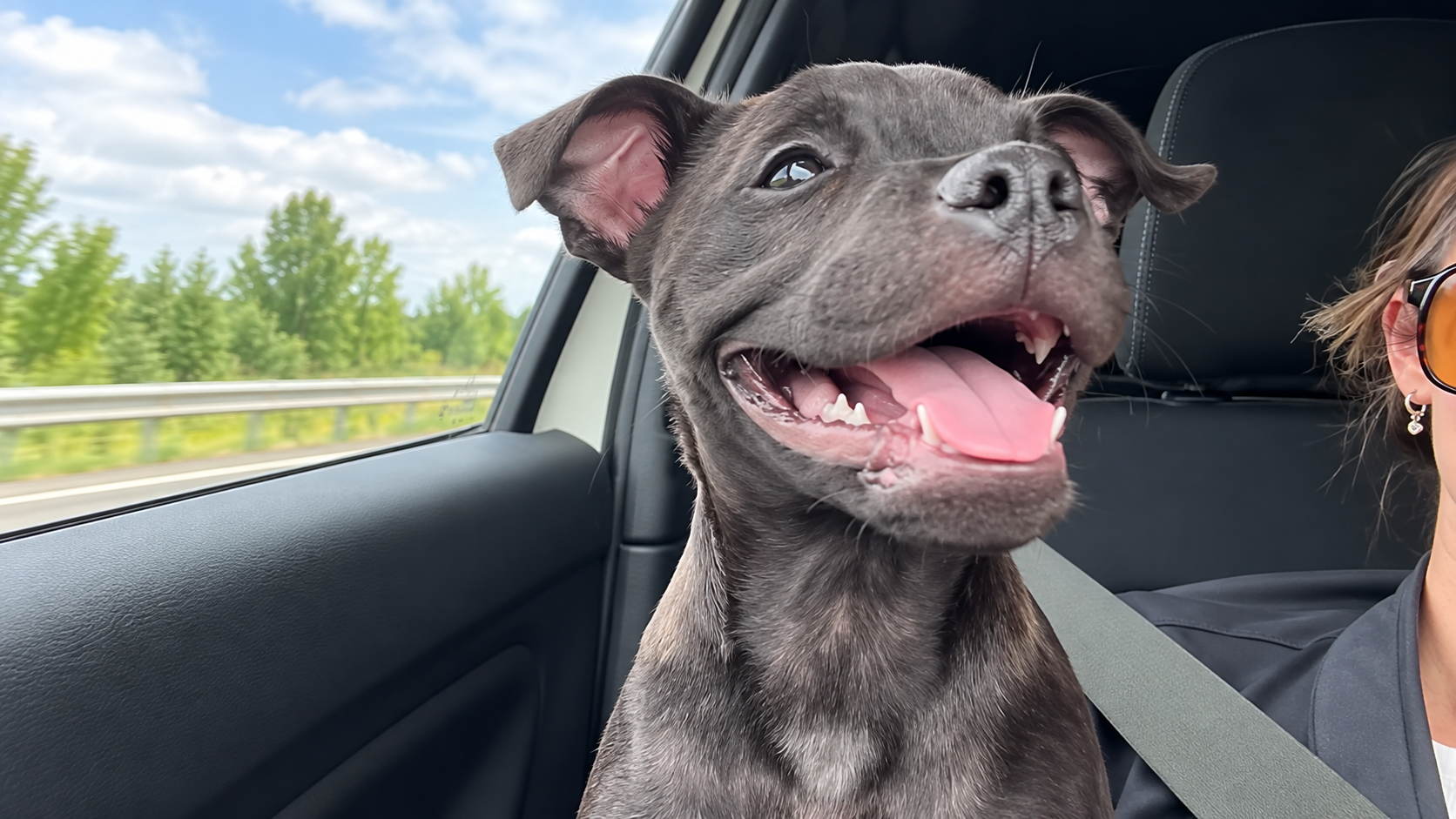 Dog loves road trips so much - he hugs his human the second they get in ...