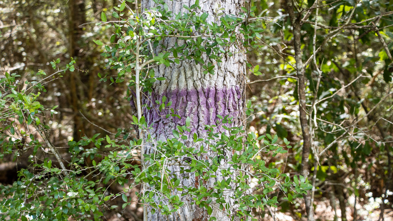If you see these colors painted on trees, pay attention — here's what ...