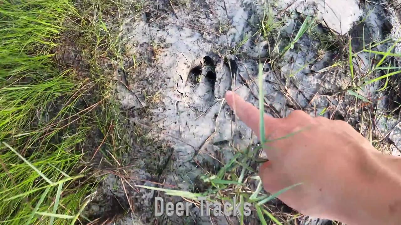 They stalked a hog for 2 minutes - then realized it was a bush