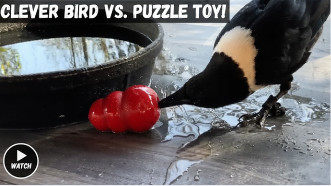 Crow intelligence and capybara bonding moments explained