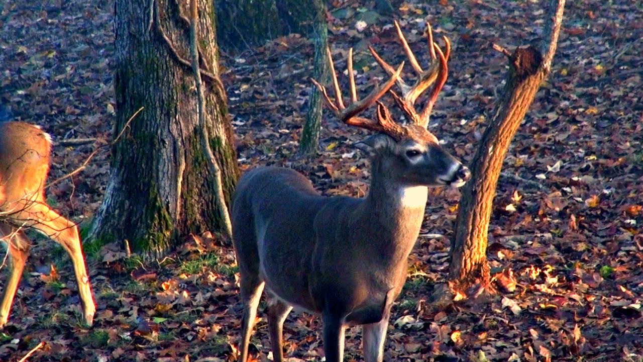 Hunting the biggest buck of my life (double main beam)