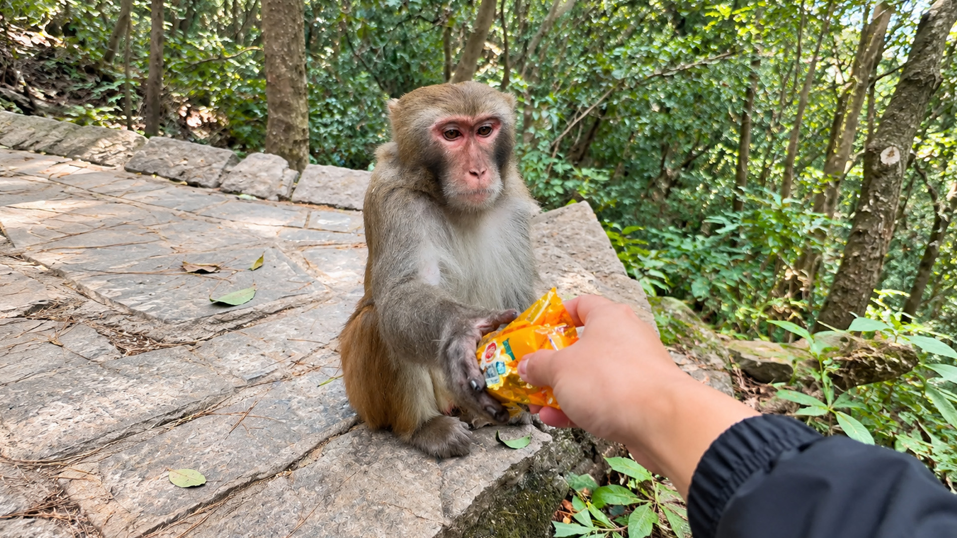 Monkey keeps its eyes fixed on the offered snack packet