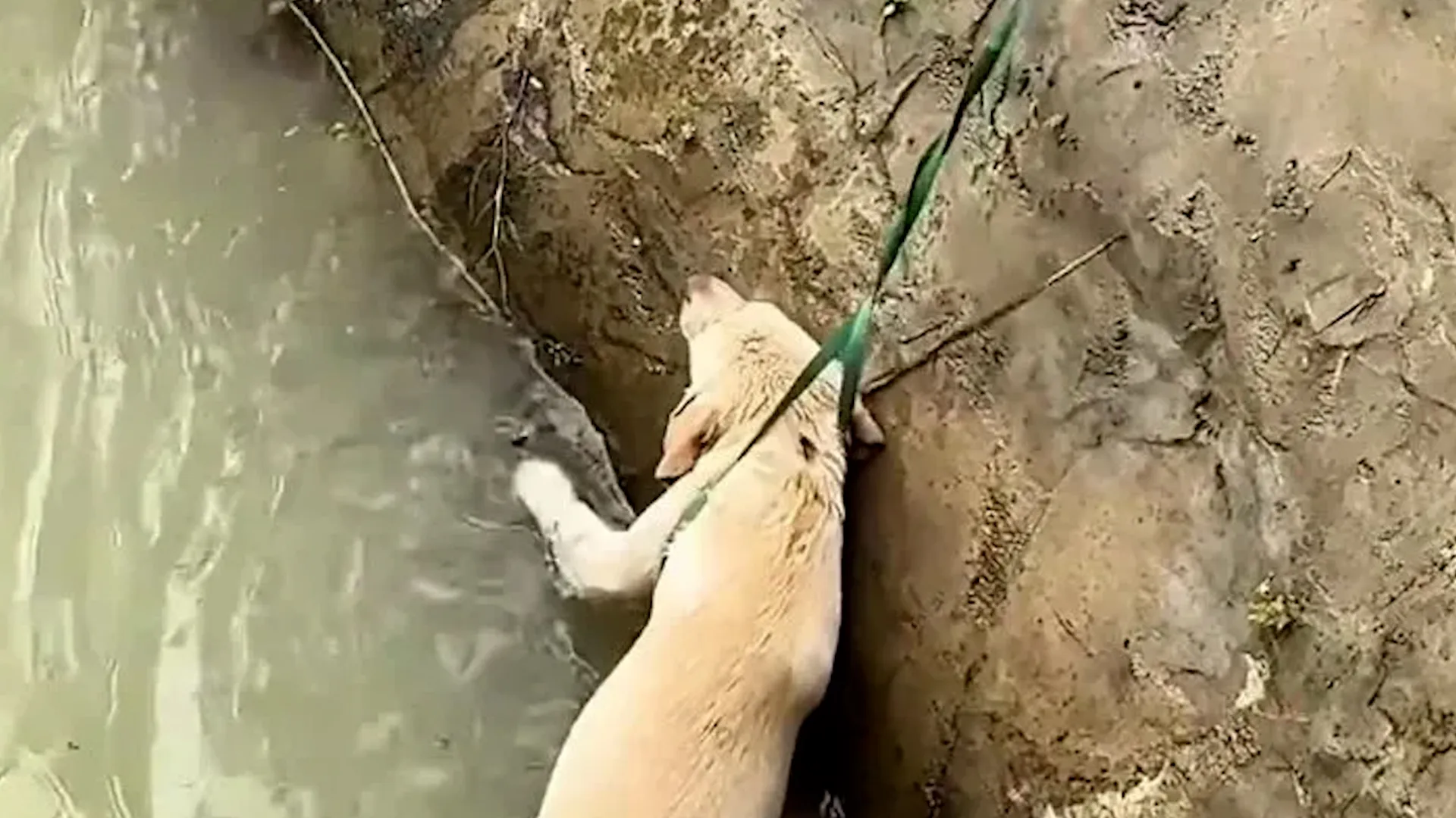 Passant rettet Hund mit improvisiertem Lasso aus schnell fließendem Fluss