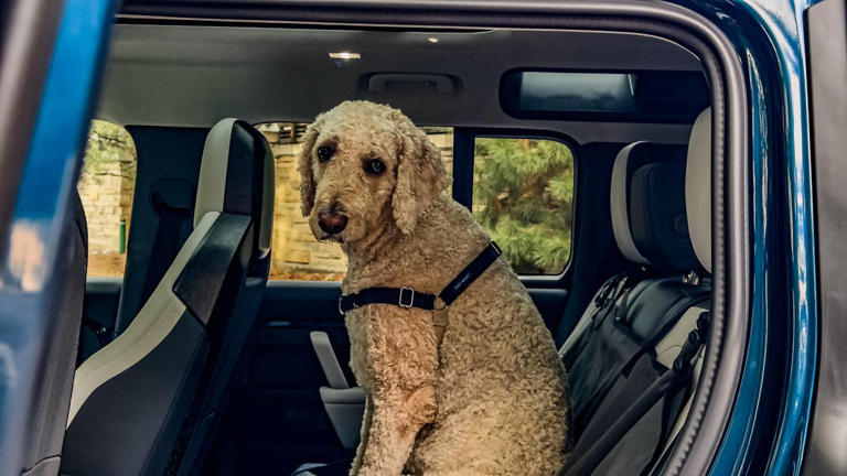 2026 Land Rover Defender dog review: What more do you want?