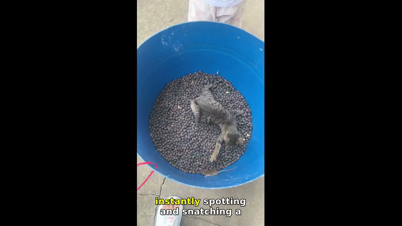Cat catches mouse inside berry container in Hubei