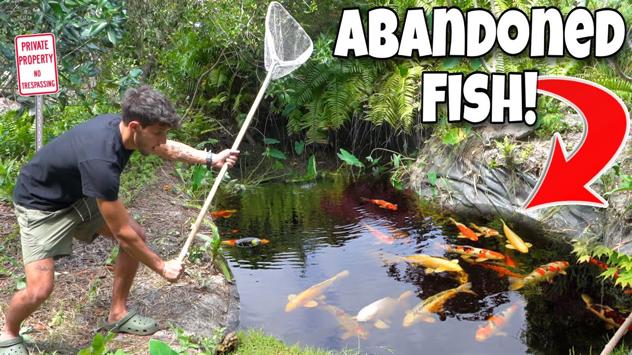 Saving koi fish from an abandoned pond
