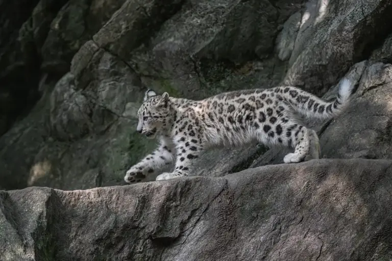 An adorable new snow leopard cub was just born at the Bronx Zoo. The ...