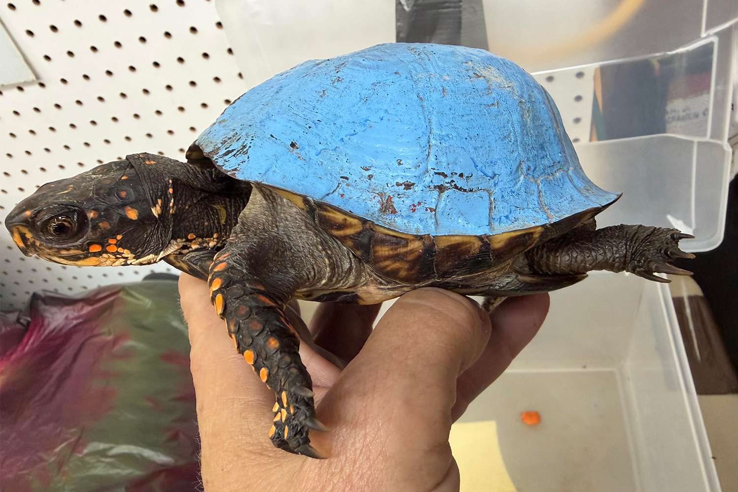 A turtle with a bright blue shell was found in Kentucky. Now wildlife ...
