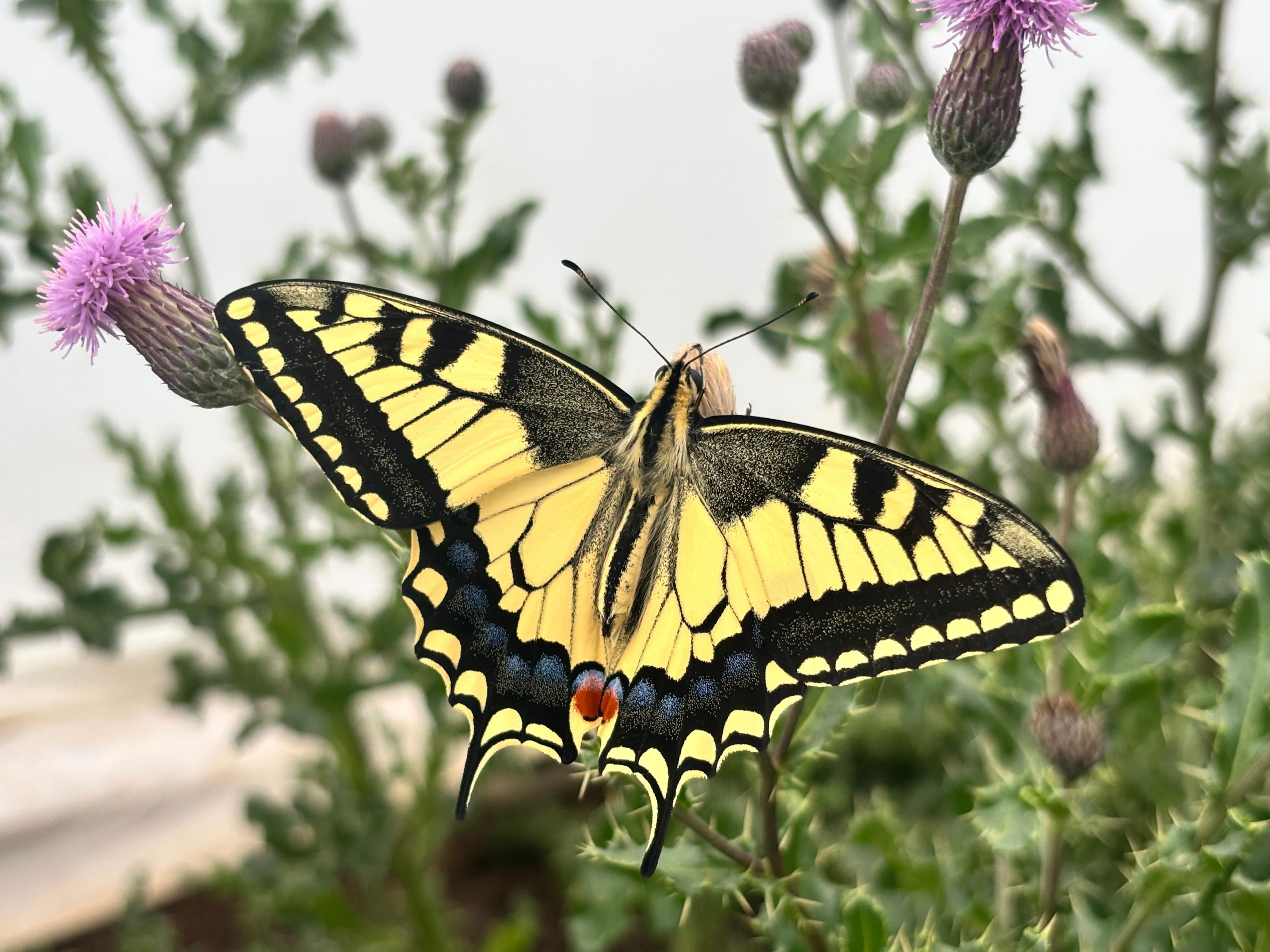 Butterfly wing patterns create illusions, evade predators