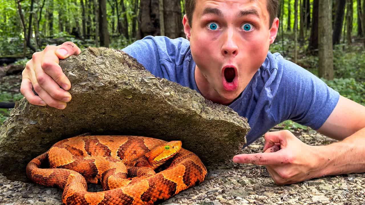 Would you enter a venomous snake-infested forest?