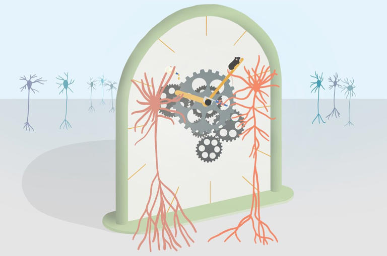 Setting the brain's internal clock: Single neuron type enables learning ...