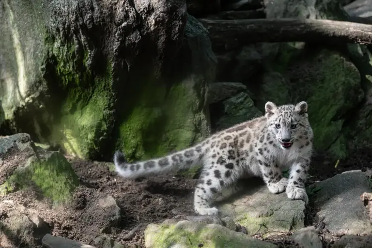 An adorable new snow leopard cub was just born at the Bronx Zoo. The ...