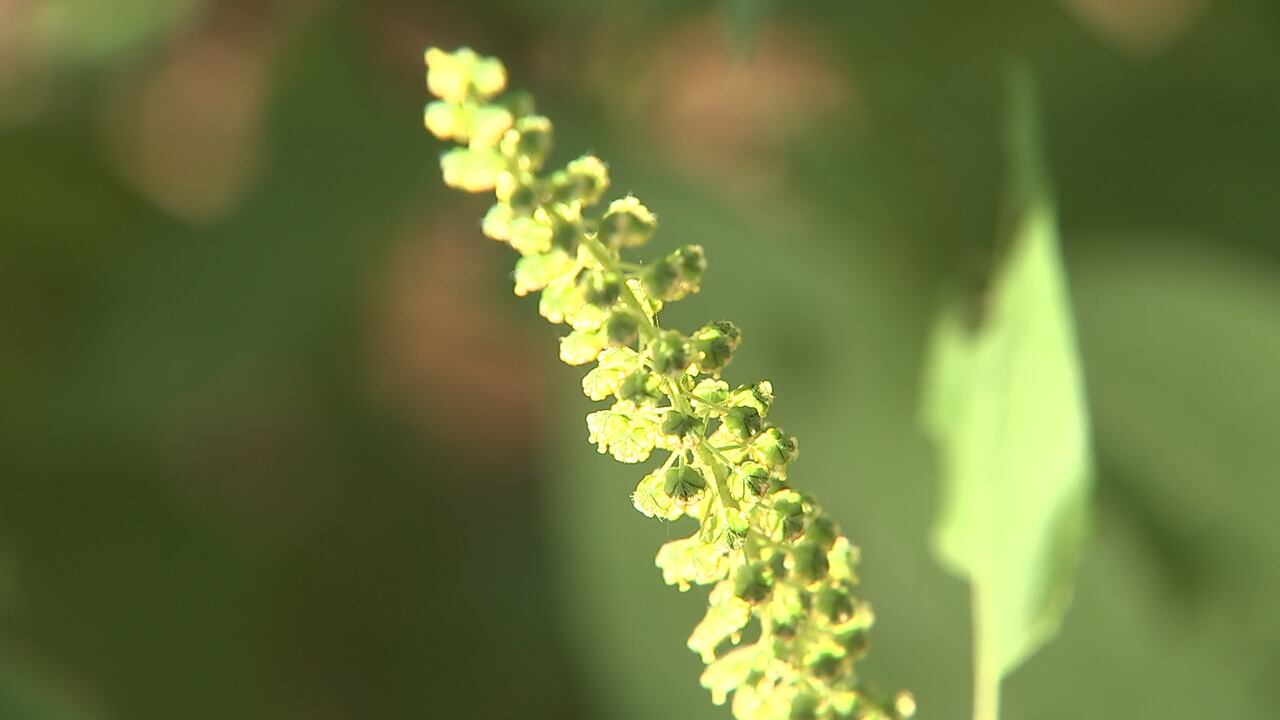 Northeast Florida faces severe weed pollen surge due to summer drought