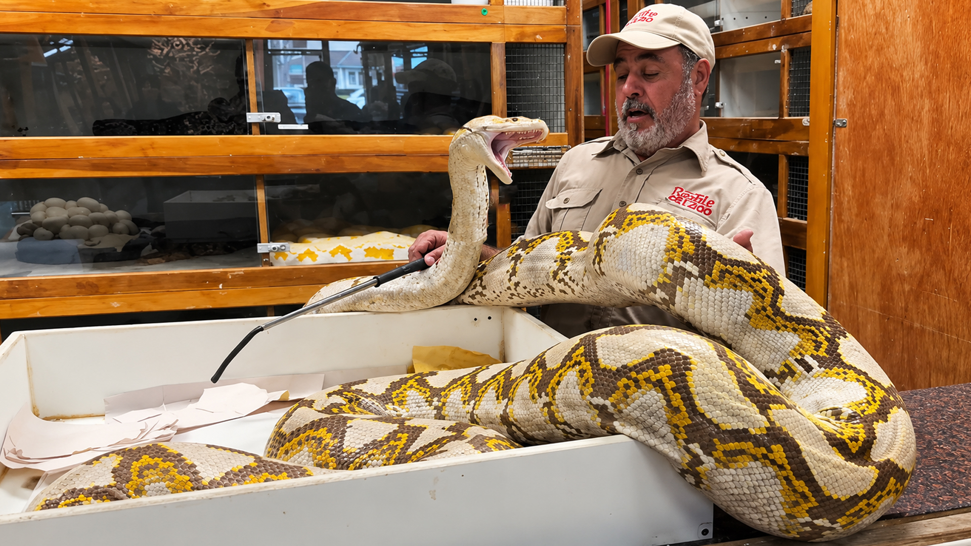 This grumpy python is guarding a massive 63-egg clutch