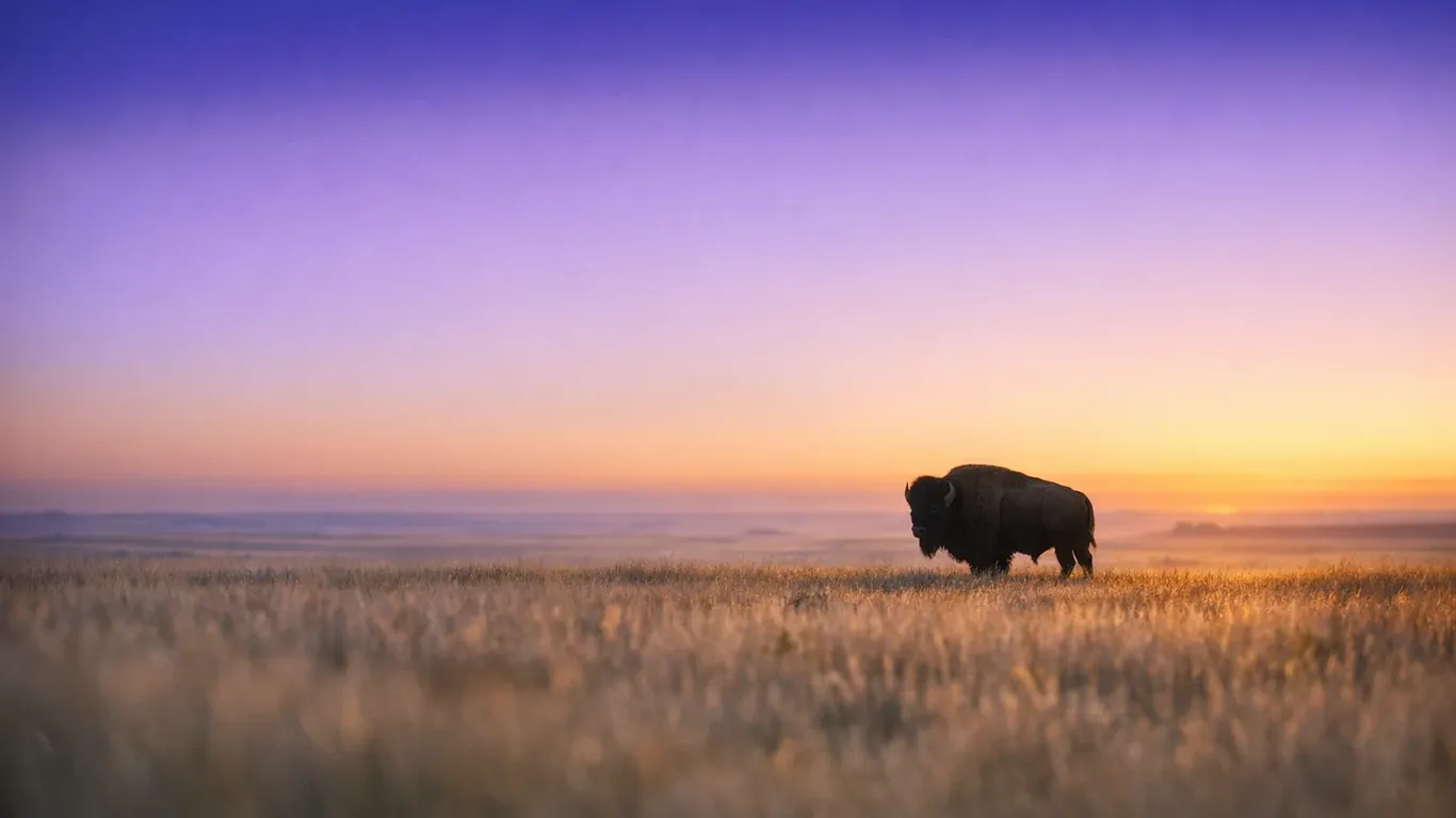 Native American zodiac signs: Use your date of birth to find yours