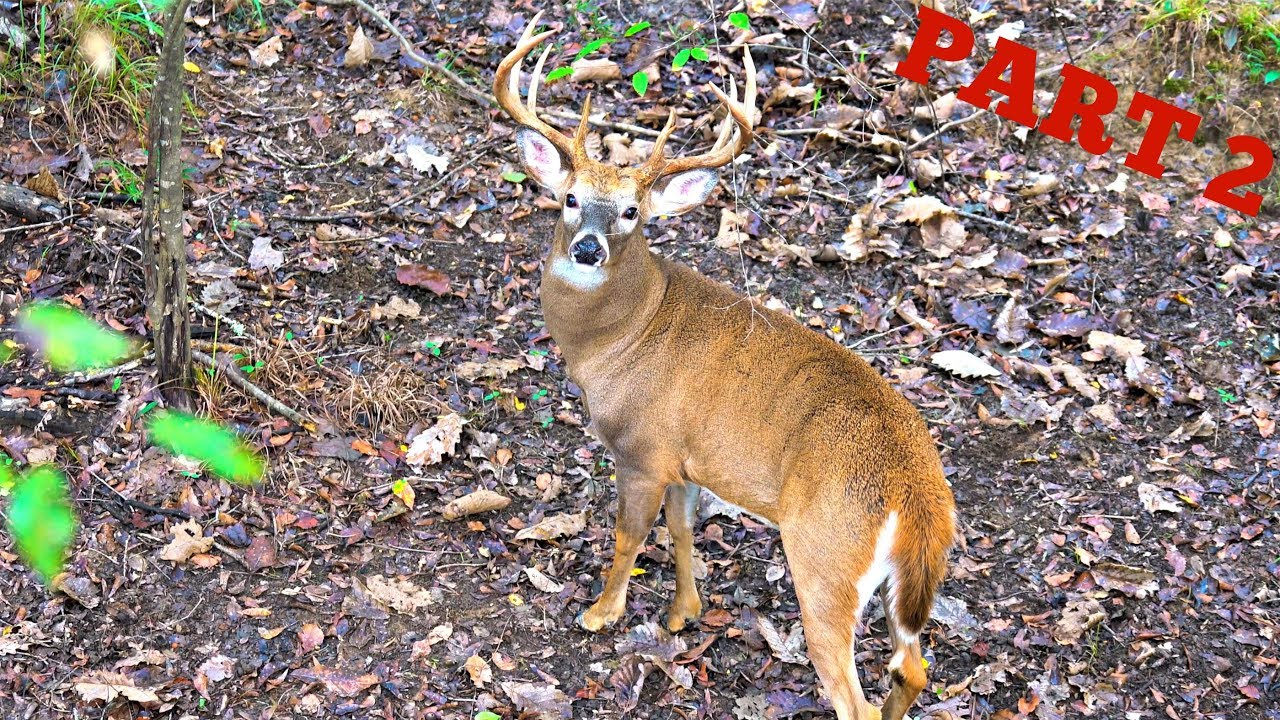 I tracked a 10-point deer encounter 🦌