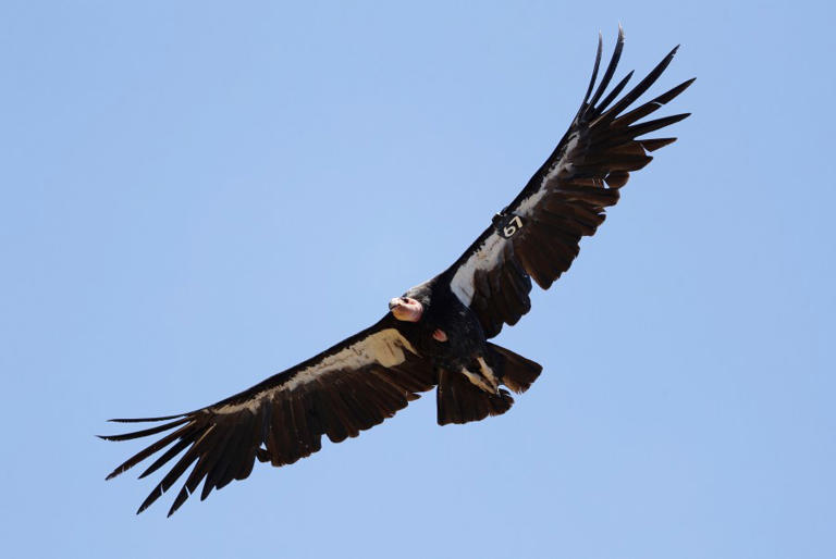 Endangered California condor dies from common, human-caused illness