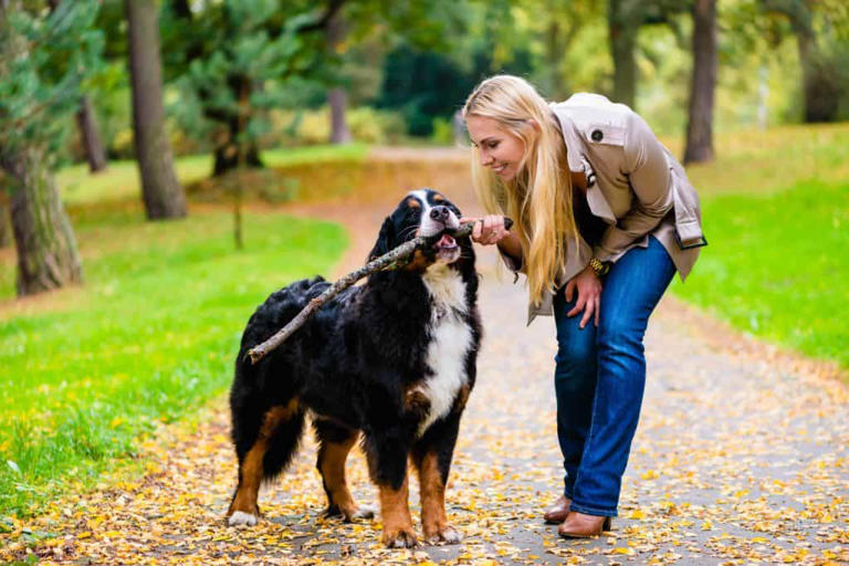 Don't stop now: Why fall is prime time for fleas, ticks, and heartworm risk
