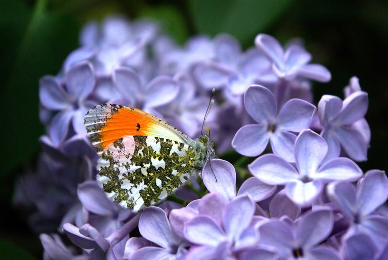 Butterfly wing patterns may trick predators with motion illusions