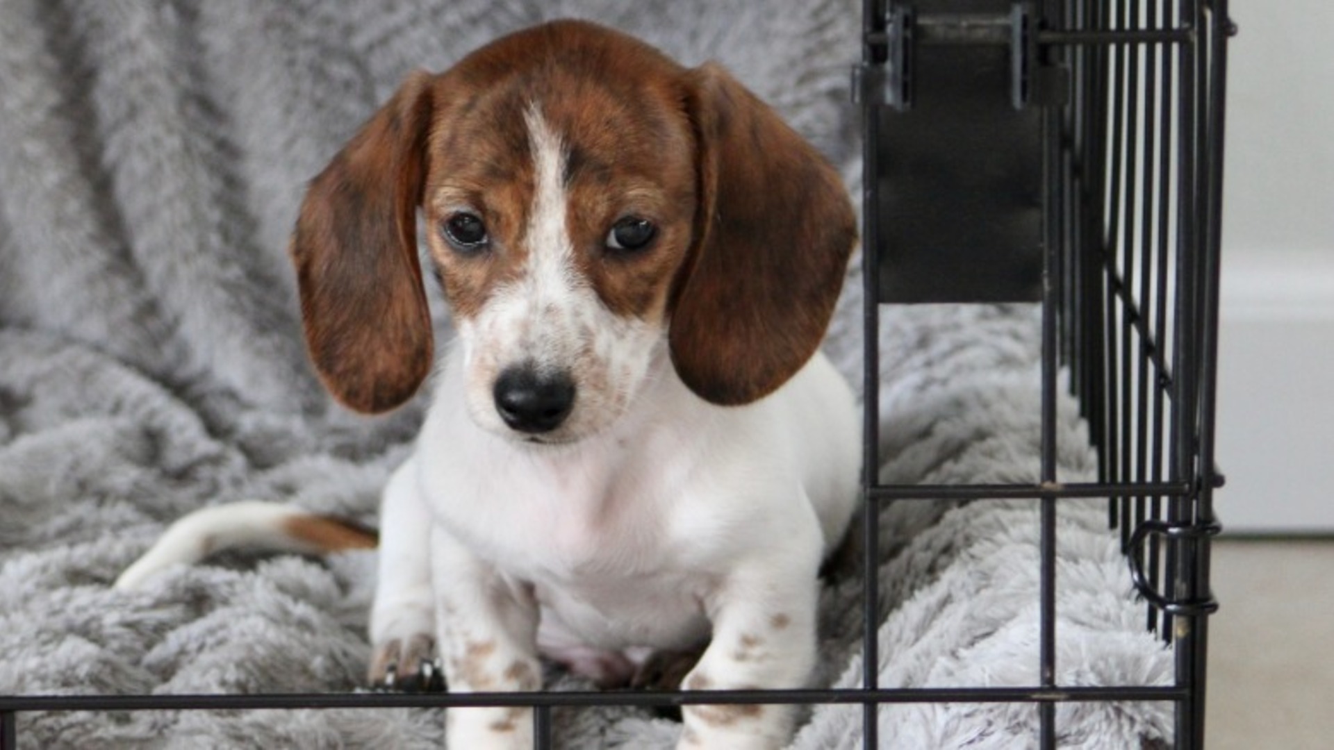 Crate training a puppy? Here's what every owner should know
