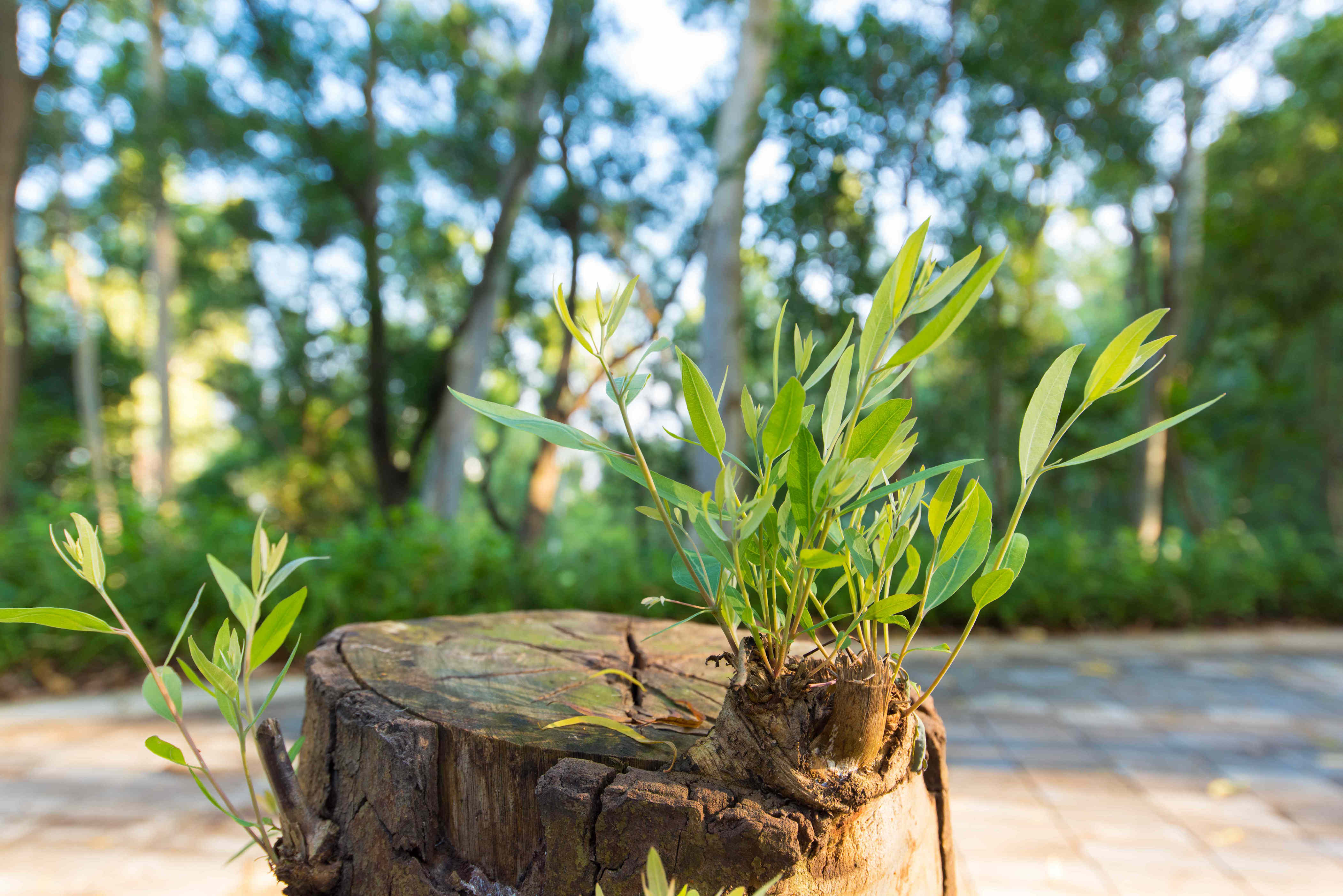 Can a tree grow back from a stump? What to know before you let it regrow