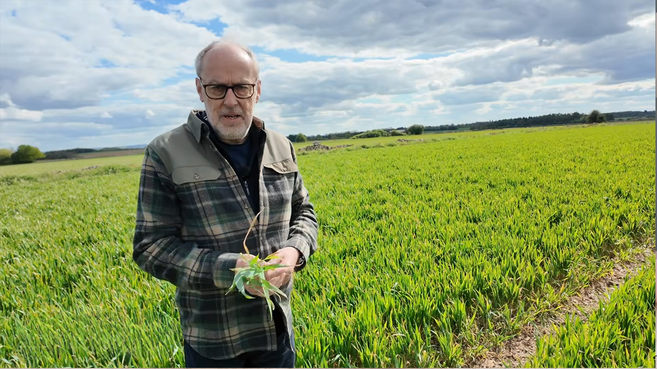 UK wheat faces weeks without meaningful rain