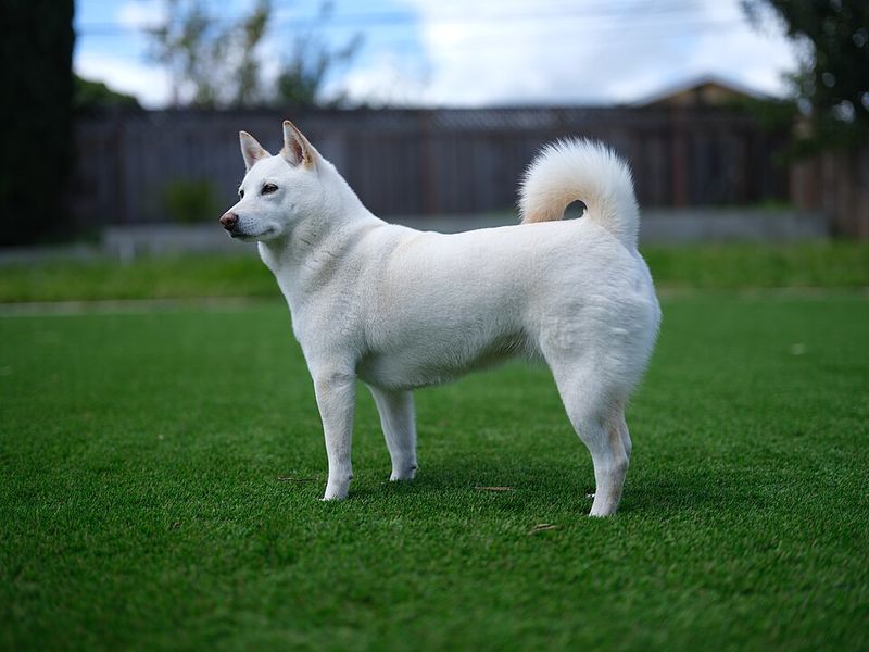 11 dogs that may adore you from across the room – and 2 that won't ...