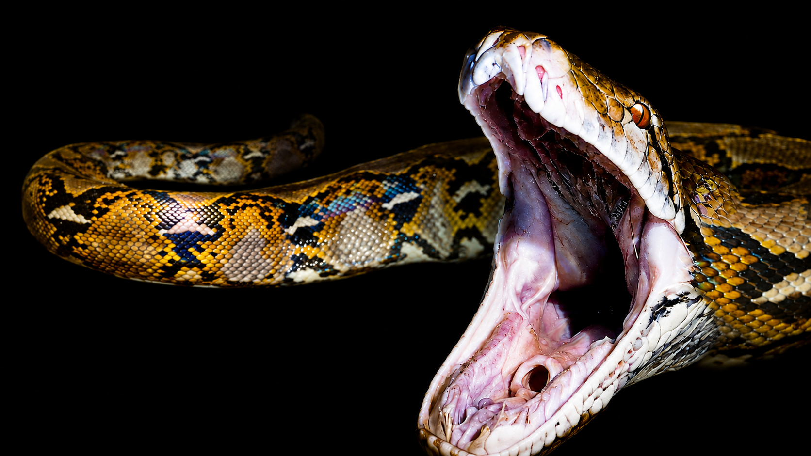 This giant snake can swallow a human whole and we have photographic proof