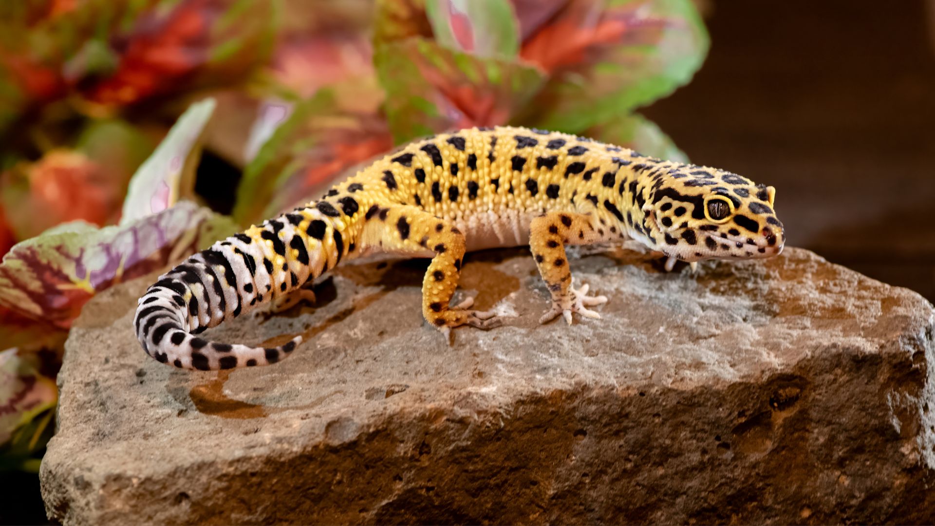 20 low-maintenance reptiles