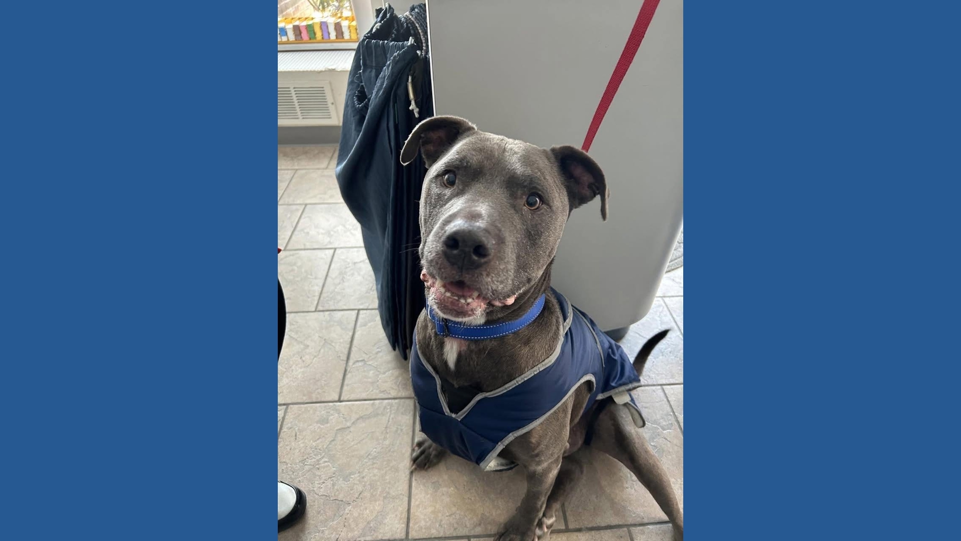 Meet Shadow from HOPE Dogs | Furry friends