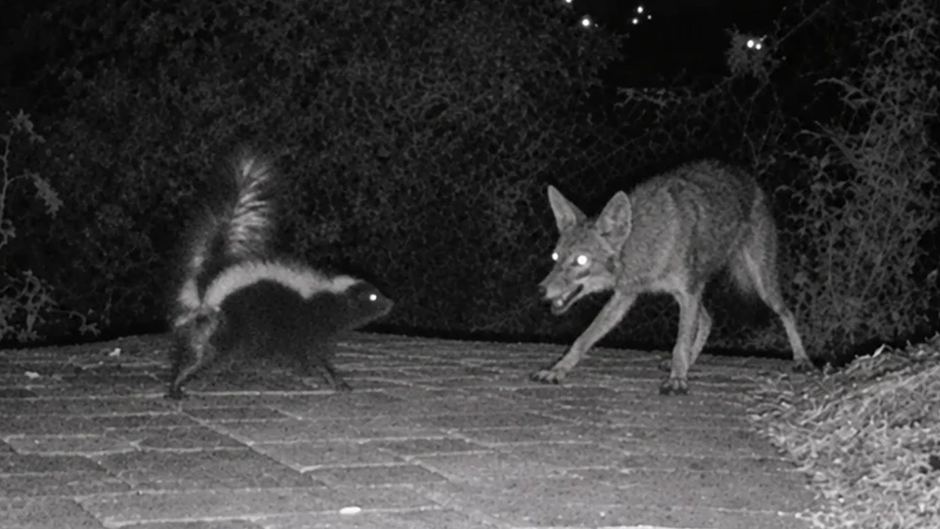 Watch what happens when a coyote attacks a skunk – it instantly regrets it