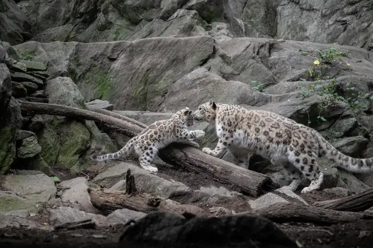 An adorable new snow leopard cub was just born at the Bronx Zoo. The ...