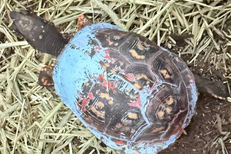 A turtle with a bright blue shell was found in Kentucky. Now wildlife ...