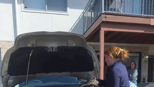 It's python petting time after snake pulled from car engine