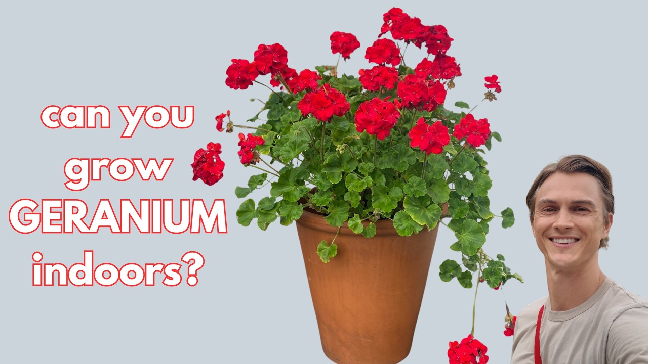 Geranium: How to overwinter, grow as a houseplant, & propagate ...