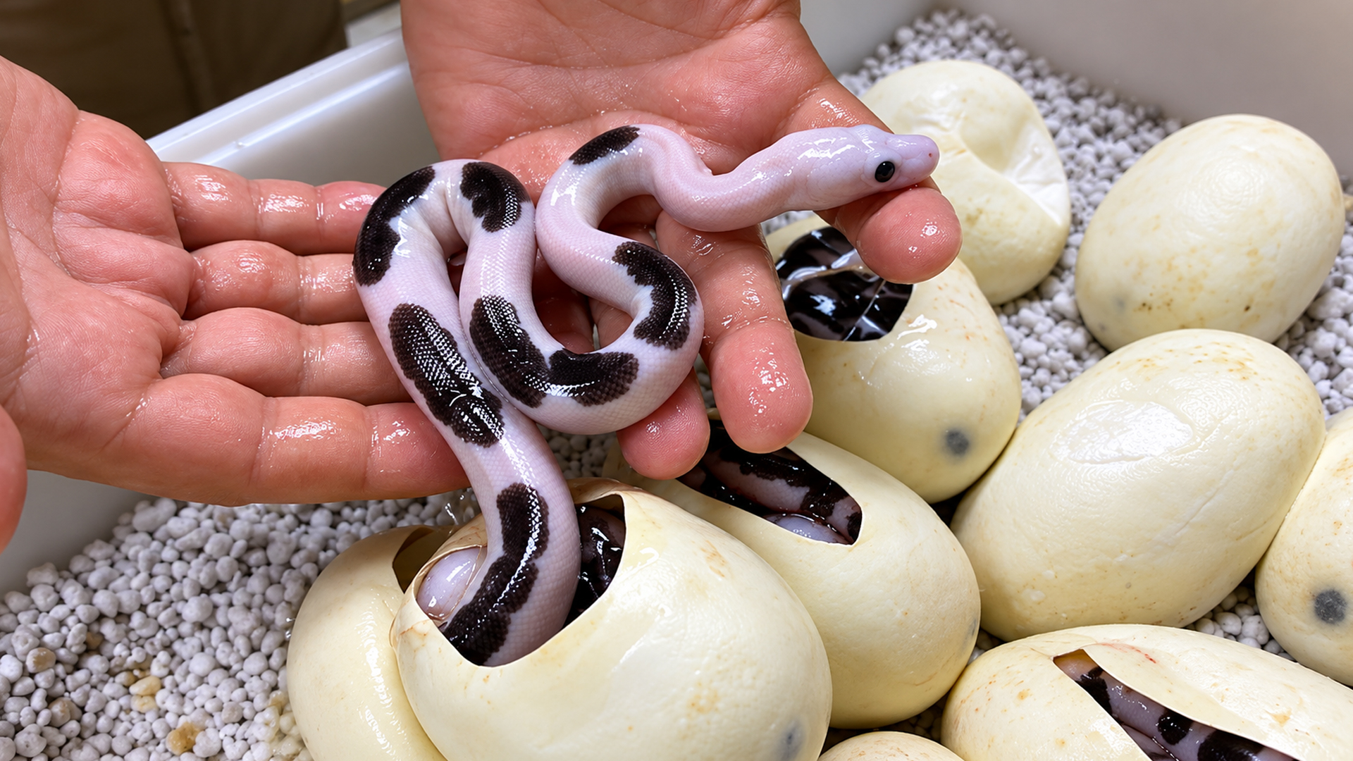 These rare python babies could lead to a panda pied