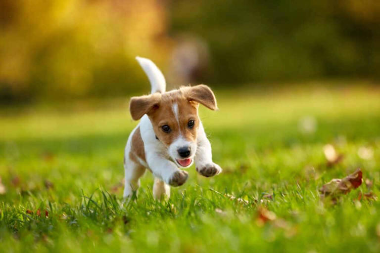 Don't stop now: Why fall is prime time for fleas, ticks, and heartworm risk